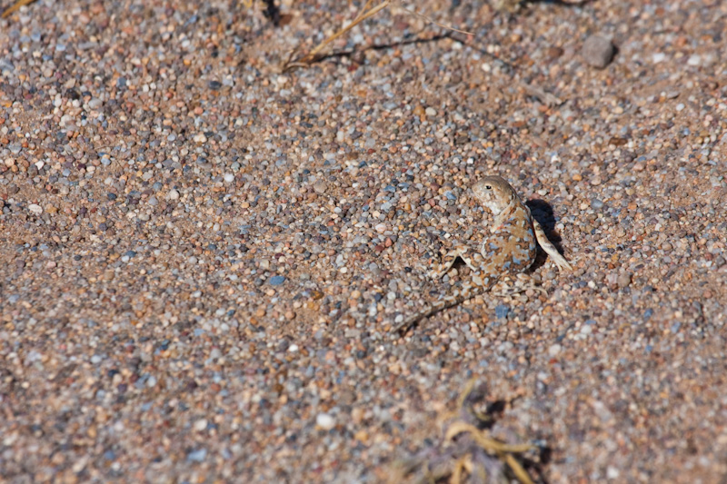 Toad-Headed Agama